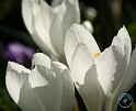 Crocus 8P076D-23